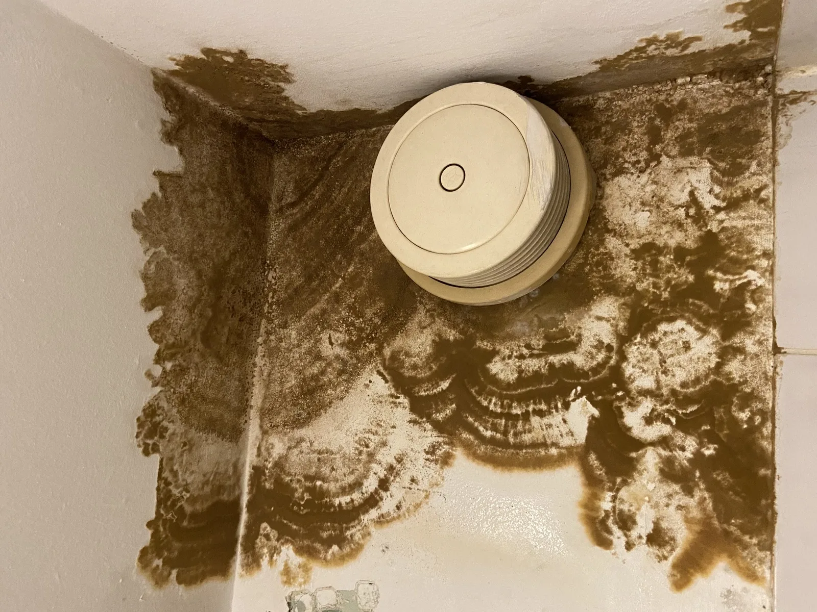 Wasserschaden an der Decke mit braunen Verfärbungen
